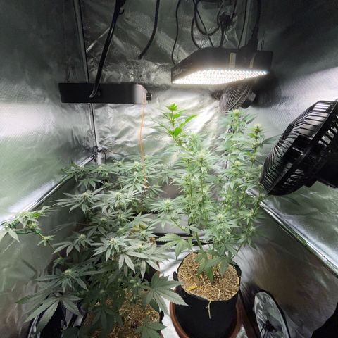 Girl Scout Cookies Fem by KilliczGe growlog timeline photo