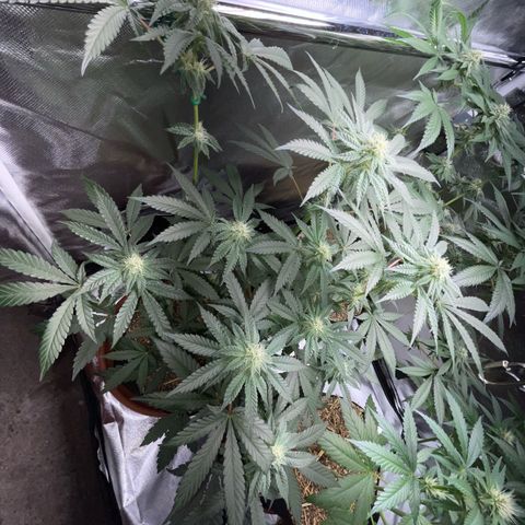 Cereal Milk Fem by KilliczGe growlog timeline photo