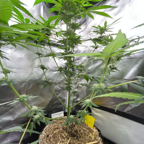 Girl Scout Cookies Fem by KilliczGe growlog timeline photo