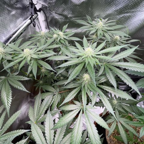 Girl Scout Cookies Fem by KilliczGe growlog timeline photo