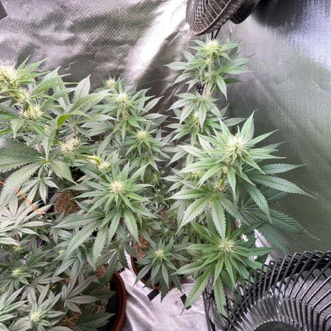 Tangerine Dream Fem by KilliczGe growlog timeline photo
