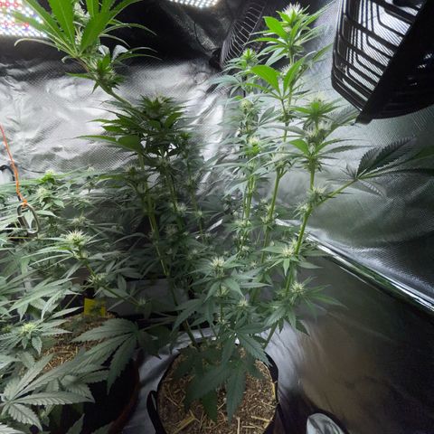 Tangerine Dream Fem by KilliczGe growlog timeline photo