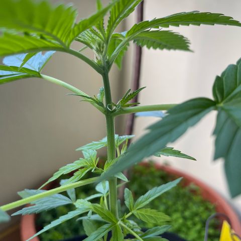 Late Outdoor season 25 - turned inside :D 1 AK48#2 auto  growlog timeline photo