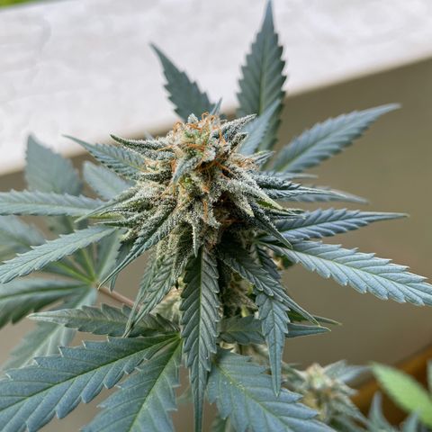 Late Outdoor season 25 - turned inside :D 1 AK48#2 auto  growlog timeline photo