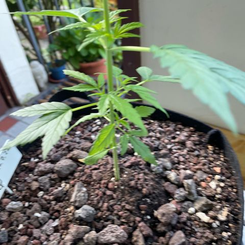 Late Outdoor season 25 - turned inside :D 1 AK48#2 auto  growlog timeline photo