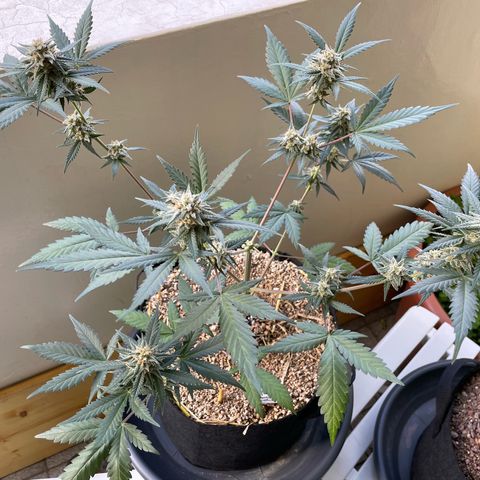 Late Outdoor season 25 - turned inside :D 1 AK48#2 auto  growlog timeline photo