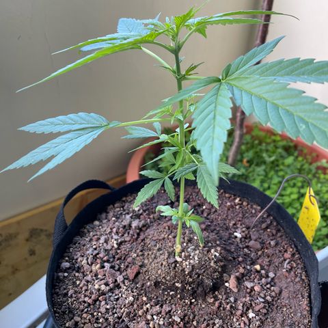 Late Outdoor season 25 - turned inside :D 1 AK48#2 auto  growlog timeline photo