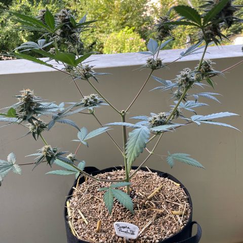 Late Outdoor season 25 - turned inside :D 1 AK48#2 auto  growlog timeline photo