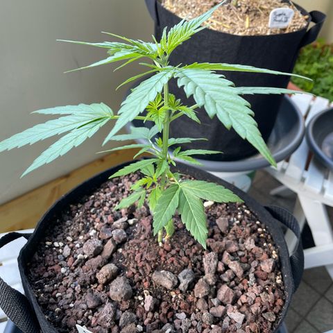 Late Outdoor season 25 - turned inside :D 1 AK48#2 auto  growlog timeline photo