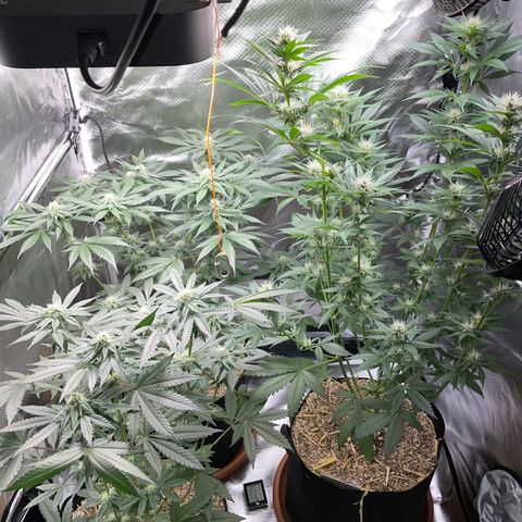 Girl Scout Cookies Fem by KilliczGe growlog timeline photo
