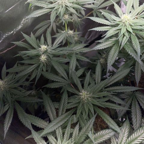 Girl Scout Cookies Fem by KilliczGe growlog timeline photo