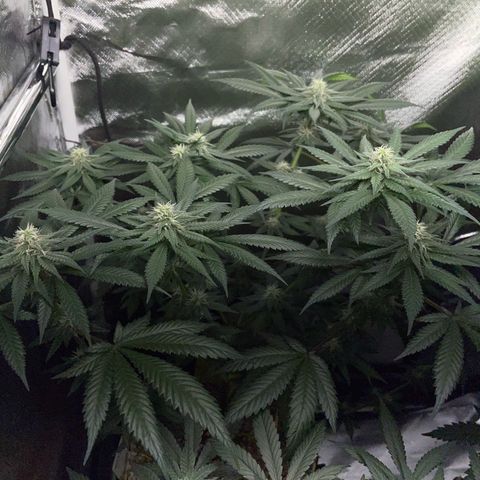 Girl Scout Cookies Fem by KilliczGe growlog timeline photo