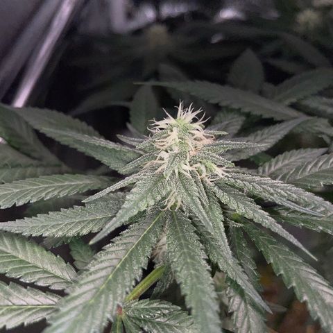 Girl Scout Cookies Fem by KilliczGe growlog timeline photo