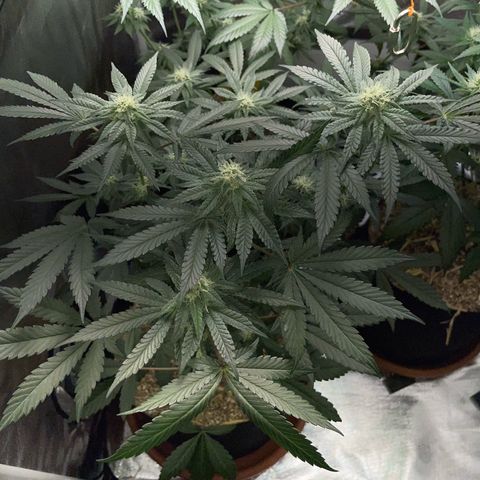 Cereal Milk Fem by KilliczGe growlog timeline photo