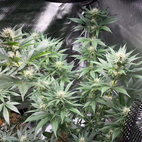 Tangerine Dream Fem by KilliczGe growlog timeline photo