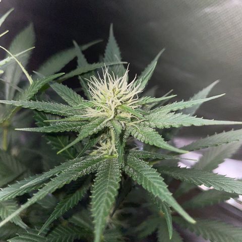 Tangerine Dream Fem by KilliczGe growlog timeline photo