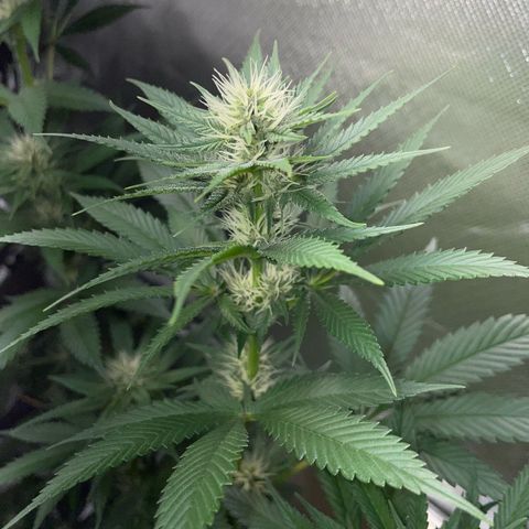 Tangerine Dream Fem by KilliczGe growlog timeline photo