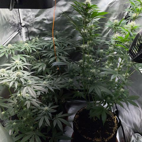 Girl Scout Cookies Fem by KilliczGe growlog timeline photo