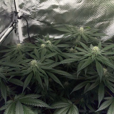 Girl Scout Cookies Fem by KilliczGe growlog timeline photo
