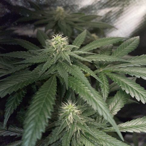 Girl Scout Cookies Fem by KilliczGe growlog timeline photo