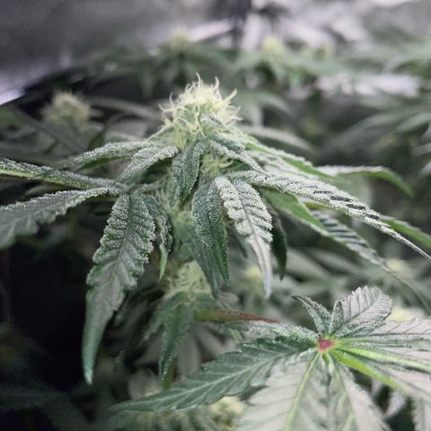 Cereal Milk Fem by KilliczGe growlog timeline photo