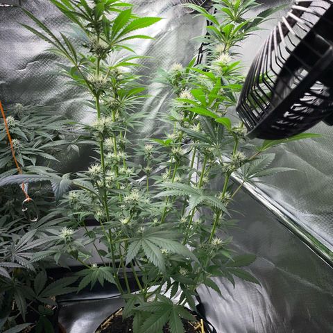Tangerine Dream Fem by KilliczGe growlog timeline photo