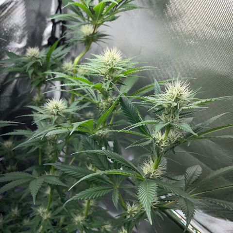 Tangerine Dream Fem by KilliczGe growlog timeline photo