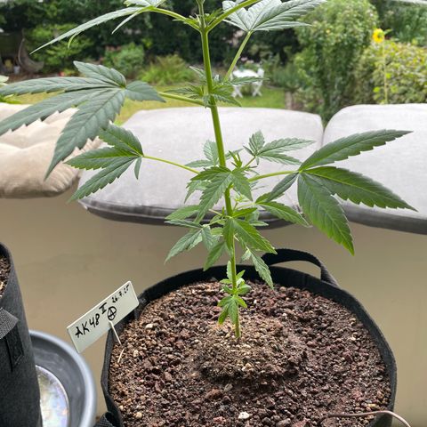 Late Outdoor season 25 - turned inside :D 1 AK48#2 auto  growlog timeline photo
