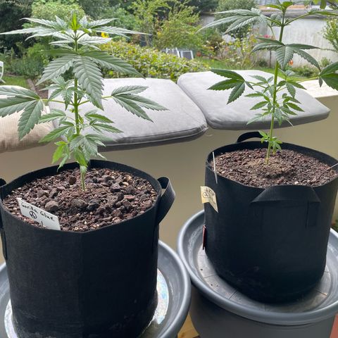 Late Outdoor season 25 - turned inside :D 1 AK48#2 auto  growlog timeline photo