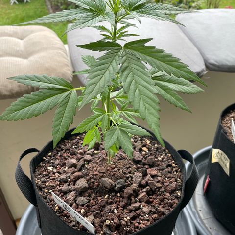 Late Outdoor season 25 - turned inside :D 1 AK48#2 auto  growlog timeline photo