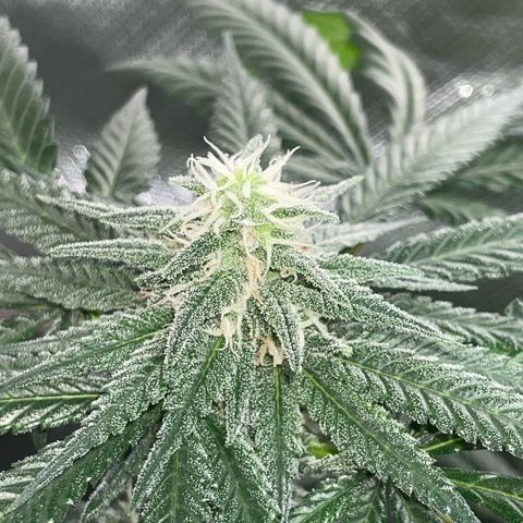 Girl Scout Cookies Fem by KilliczGe growlog timeline photo