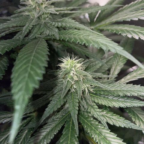 Girl Scout Cookies Fem by KilliczGe growlog timeline photo