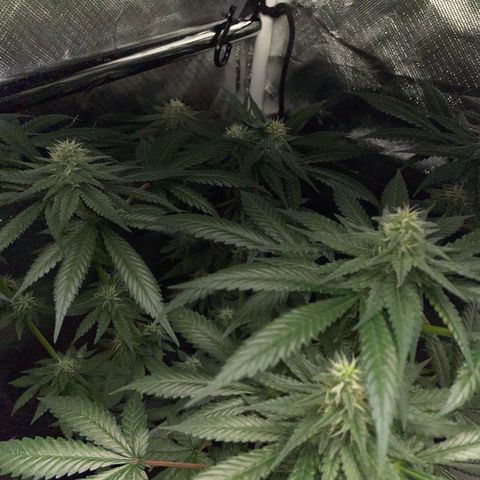 Girl Scout Cookies Fem by KilliczGe growlog timeline photo
