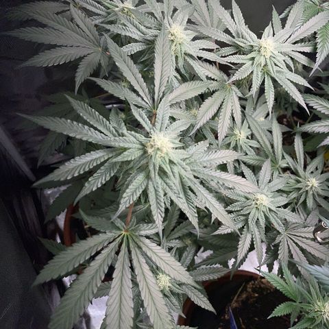 Cereal Milk Fem by KilliczGe growlog timeline photo