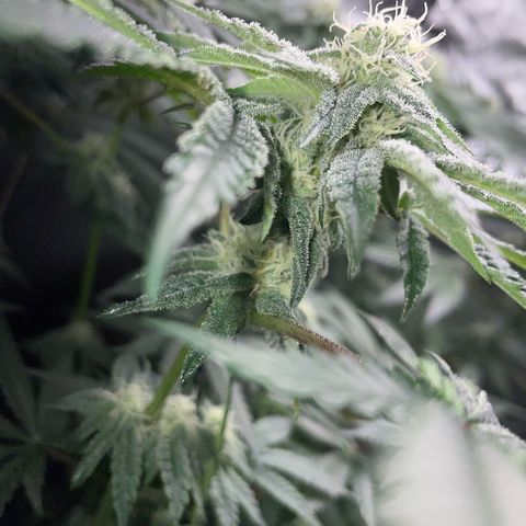 Cereal Milk Fem by KilliczGe growlog timeline photo