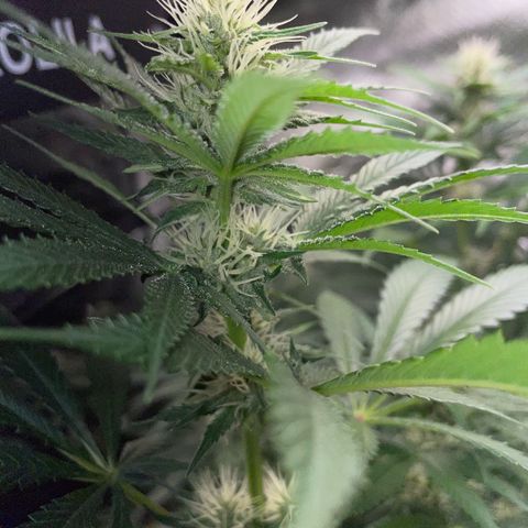 Tangerine Dream Fem by KilliczGe growlog timeline photo