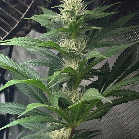 Tangerine Dream Fem by KilliczGe growlog timeline photo