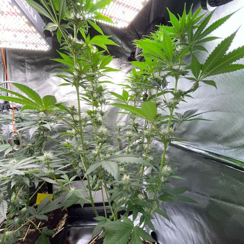 Tangerine Dream Fem by KilliczGe growlog timeline photo