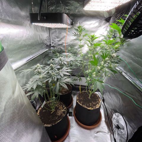 Girl Scout Cookies Fem by KilliczGe growlog timeline photo