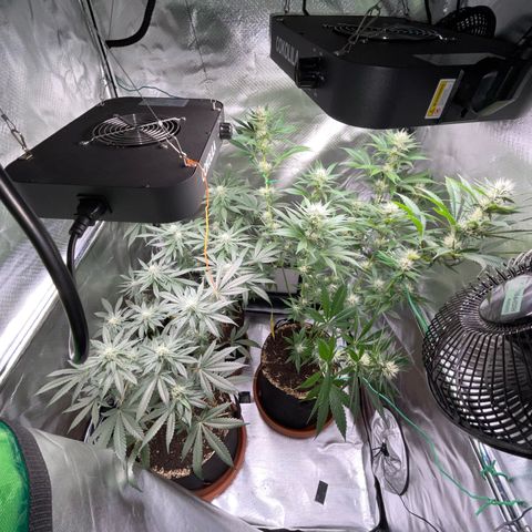 Girl Scout Cookies Fem by KilliczGe growlog timeline photo