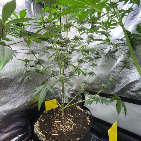 Girl Scout Cookies Fem by KilliczGe growlog timeline photo