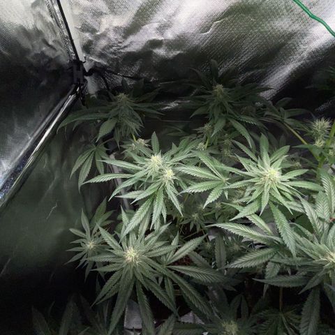 Girl Scout Cookies Fem by KilliczGe growlog timeline photo