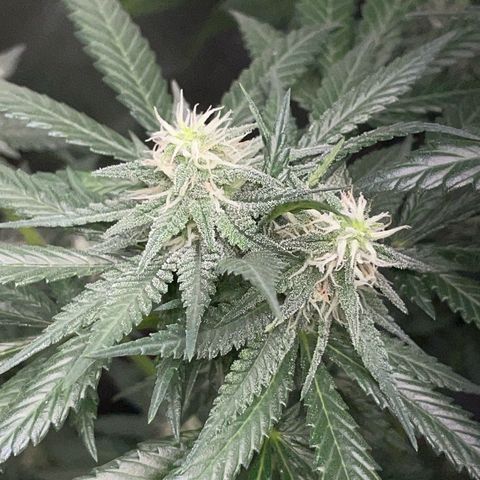 Girl Scout Cookies Fem by KilliczGe growlog timeline photo