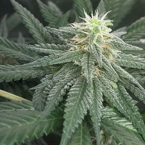 Girl Scout Cookies Fem by KilliczGe growlog timeline photo