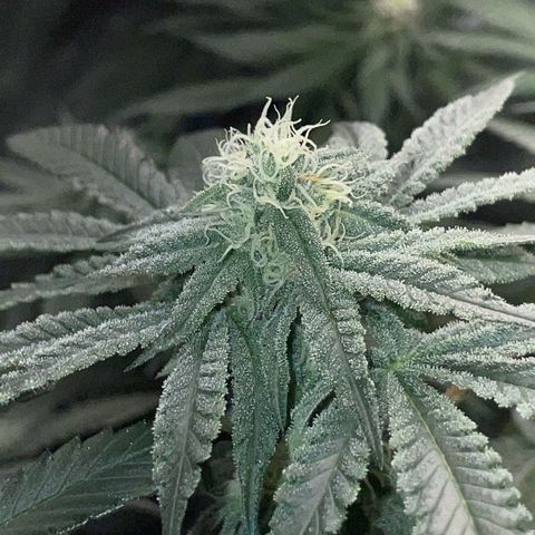 Cereal Milk Fem by KilliczGe growlog timeline photo