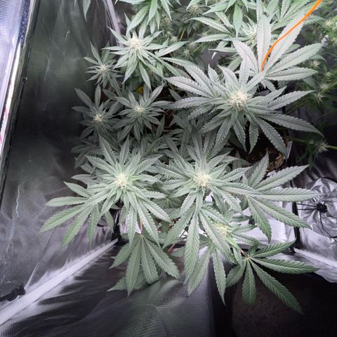 Cereal Milk Fem by KilliczGe growlog timeline photo