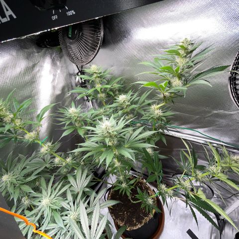 Tangerine Dream Fem by KilliczGe growlog timeline photo