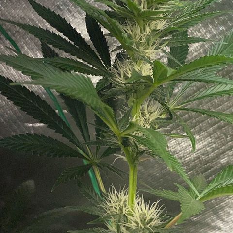 Tangerine Dream Fem by KilliczGe growlog timeline photo