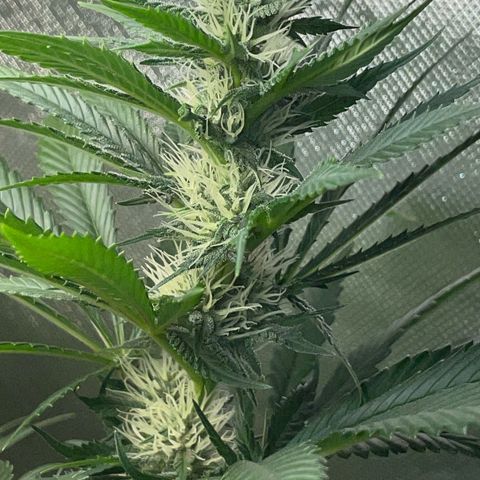 Tangerine Dream Fem by KilliczGe growlog timeline photo