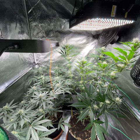 Girl Scout Cookies Fem by KilliczGe growlog timeline photo